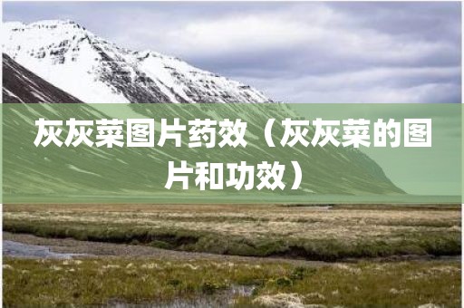 灰灰菜图片药效（灰灰菜的图片和功效）