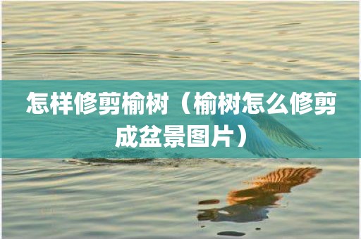 怎样修剪榆树（榆树怎么修剪成盆景图片）