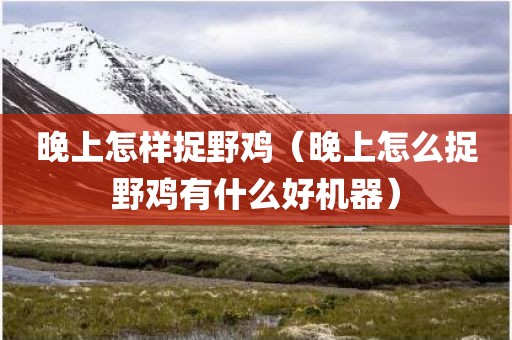 晚上怎样捉野鸡（晚上怎么捉野鸡有什么好机器）
