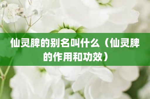 仙灵脾的别名叫什么（仙灵脾的作用和功效）