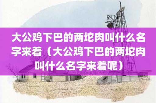大公鸡下巴的两坨肉叫什么名字来着（大公鸡下巴的两坨肉叫什么名字来着呢）