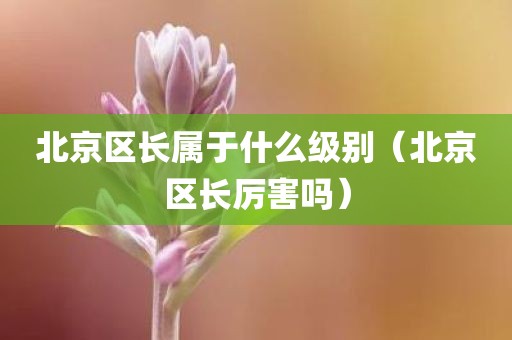 北京区长属于什么级别（北京区长厉害吗）
