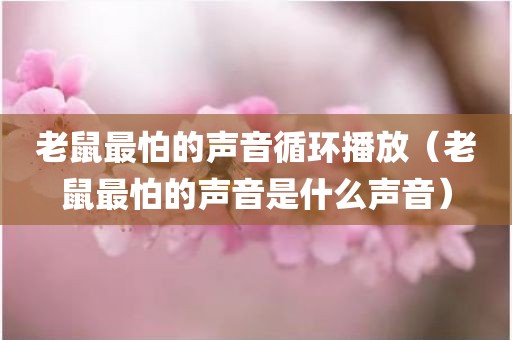 老鼠最怕的声音循环播放（老鼠最怕的声音是什么声音）
