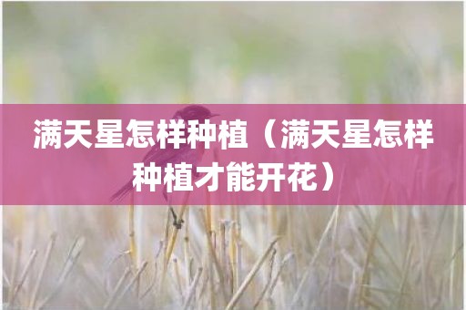 满天星怎样种植（满天星怎样种植才能开花）