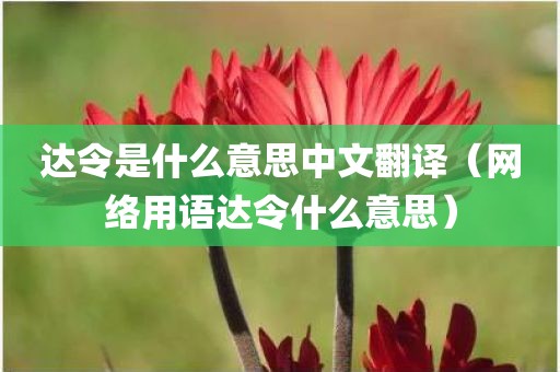 达令是什么意思中文翻译(网络用语达令什么意思)