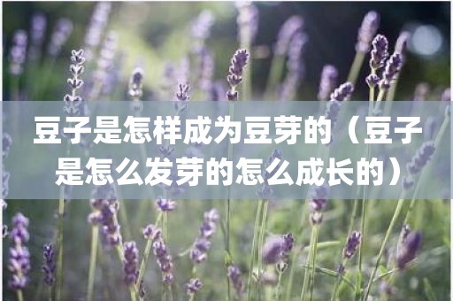 豆子是怎样成为豆芽的（豆子是怎么发芽的怎么成长的）