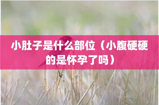 小肚子是什么部位（小腹硬硬的是怀孕了吗）