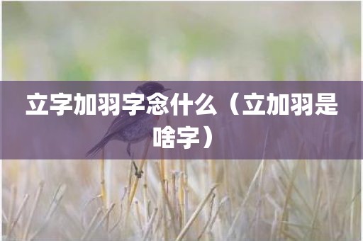 立字加羽字念什么(立加羽是啥字)