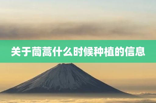 关于茼蒿什么时候种植的信息