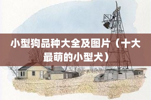 小型狗品种大全及图片（十大最萌的小型犬）