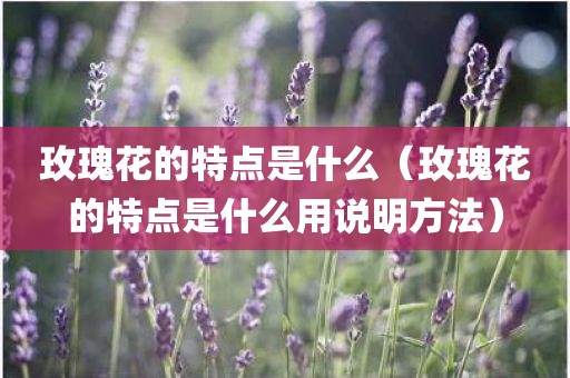 玫瑰花的特点是什么（玫瑰花的特点是什么用说明方法）