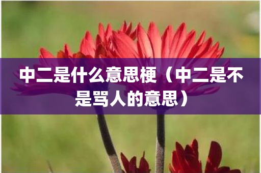 中二是什么意思梗（中二是不是骂人的意思）