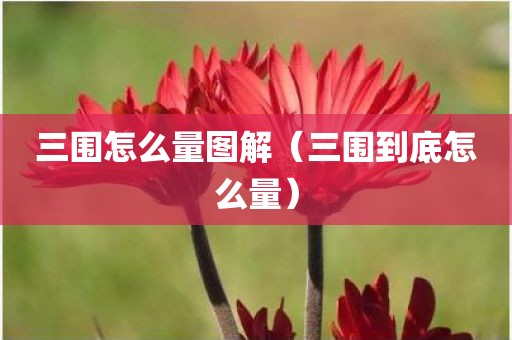 三围怎么量图解(三围到底怎么量)