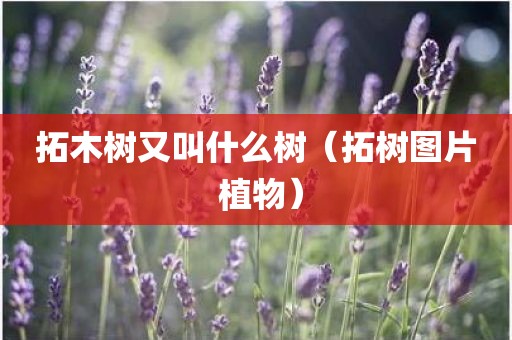 拓木树又叫什么树（拓树图片 植物）