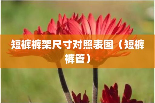 短裤裤架尺寸对照表图（短裤裤管）