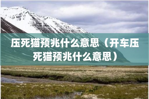 压死猫预兆什么意思（开车压死猫预兆什么意思）