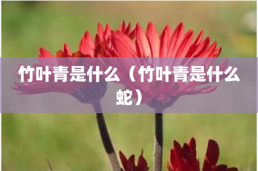 竹叶青是什么(竹叶青是什么蛇)