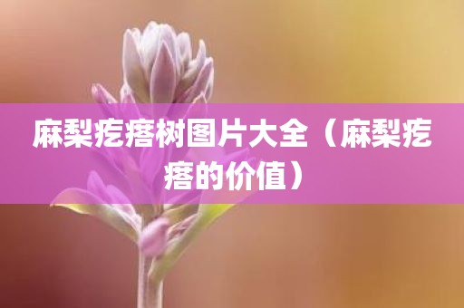 麻梨疙瘩树图片大全（麻梨疙瘩的价值）