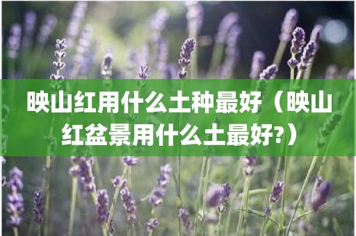 映山红用什么土种最好（映山红盆景用什么土最好?）