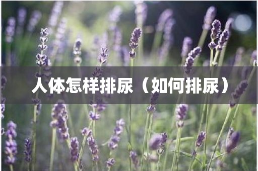 人体怎样排尿（如何排尿）