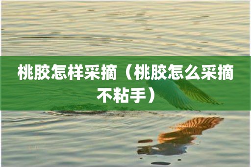 桃胶怎样采摘（桃胶怎么采摘不粘手）