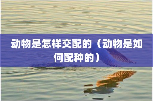 动物是怎样交配的（动物是如何配种的）
