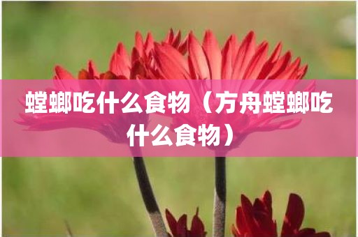 螳螂吃什么食物（方舟螳螂吃什么食物）