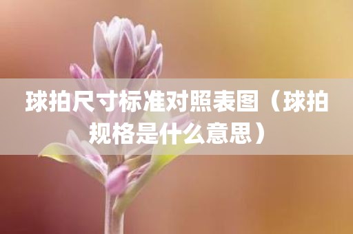 球拍尺寸标准对照表图（球拍规格是什么意思）