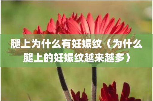 腿上为什么有妊娠纹（为什么腿上的妊娠纹越来越多）