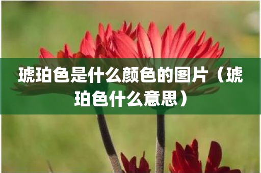 琥珀色是什么颜色的图片(琥珀色什么意思) 琥珀色是什么颜色的图片(琥珀色什么意思)