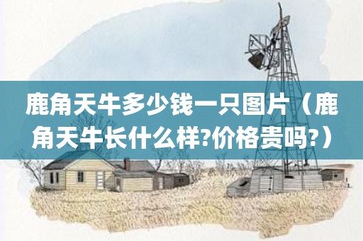 鹿角天牛多少钱一只图片（鹿角天牛长什么样?价格贵吗?）