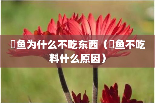 魟鱼为什么不吃东西（鮰鱼不吃料什么原因）