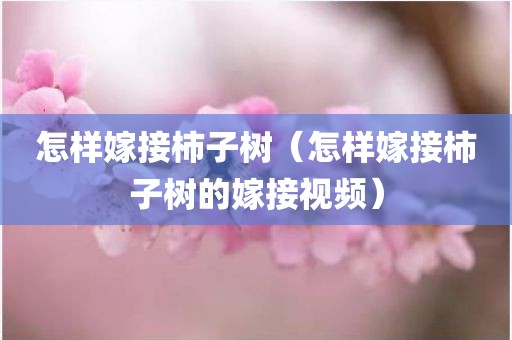 怎样嫁接柿子树（怎样嫁接柿子树的嫁接视频）