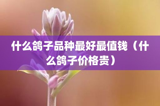 什么鸽子品种最好最值钱（什么鸽子价格贵）