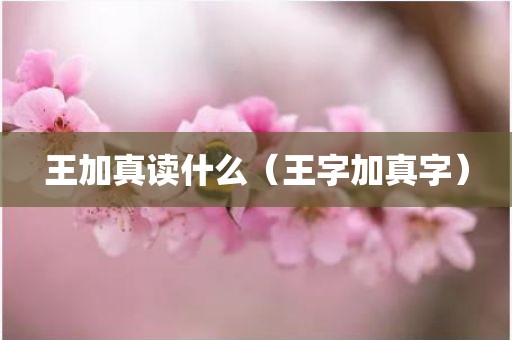王加真读什么（王字加真字）