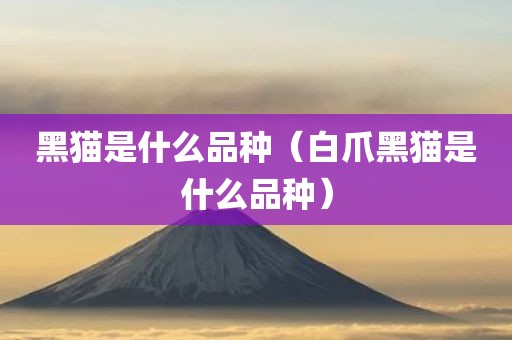黑猫是什么品种（白爪黑猫是什么品种）