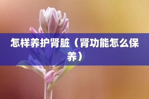 怎样养护肾脏（肾功能怎么保养）
