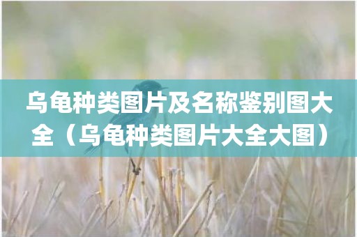 乌龟种类图片及名称鉴别图大全(乌龟种类图片大全大图) 乌龟种类图片及名称鉴别图大全(乌龟种类图片大全大图)