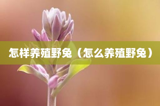 怎样养殖野兔（怎么养殖野兔）