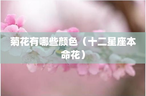 菊花有哪些颜色（十二星座本命花）