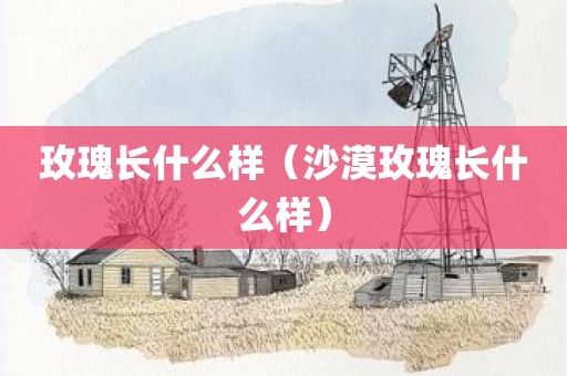 玫瑰长什么样（沙漠玫瑰长什么样）