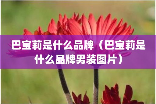 巴宝莉是什么品牌（巴宝莉是什么品牌男装图片）