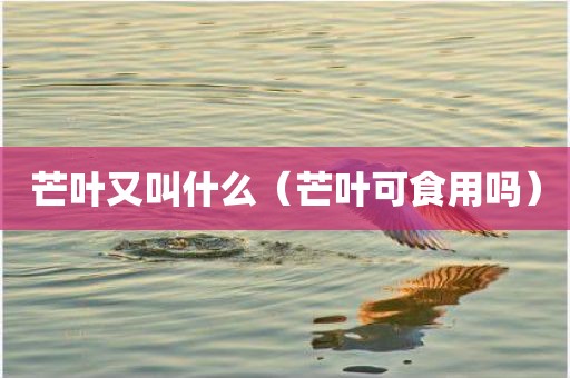 芒叶又叫什么（芒叶可食用吗）
