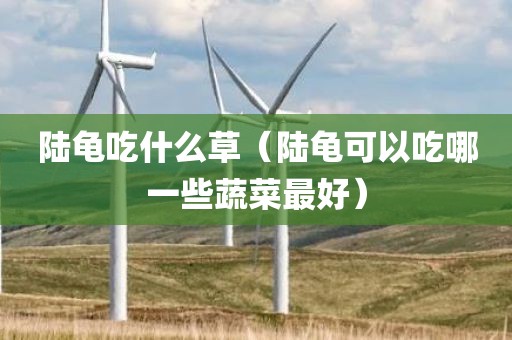 陆龟吃什么草(陆龟可以吃哪一些蔬菜最好) 陆龟吃什么草(陆龟可以吃哪一些蔬菜最好)