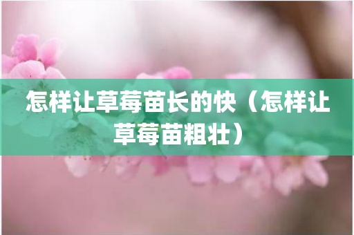 怎样让草莓苗长的快（怎样让草莓苗粗壮）
