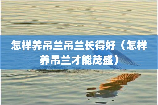 怎样养吊兰吊兰长得好（怎样养吊兰才能茂盛）