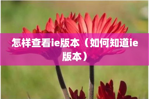 怎样查看ie版本（如何知道ie版本）