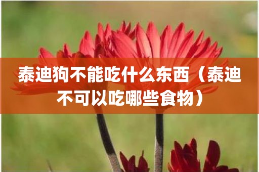 泰迪狗不能吃什么东西（泰迪不可以吃哪些食物）