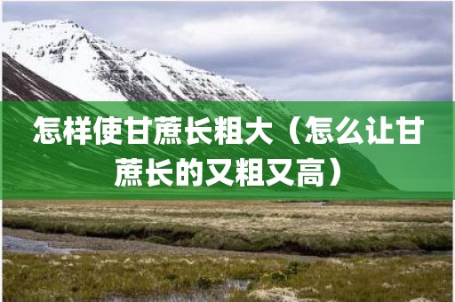 怎样使甘蔗长粗大（怎么让甘蔗长的又粗又高）