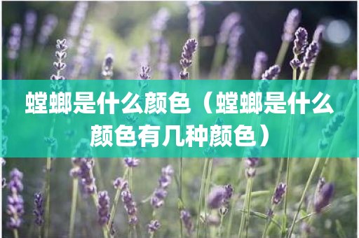 螳螂是什么颜色（螳螂是什么颜色有几种颜色）